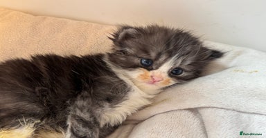 Persian cats - Advert 14