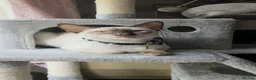 Siamese cats for sale: Male siamese - Advert 1