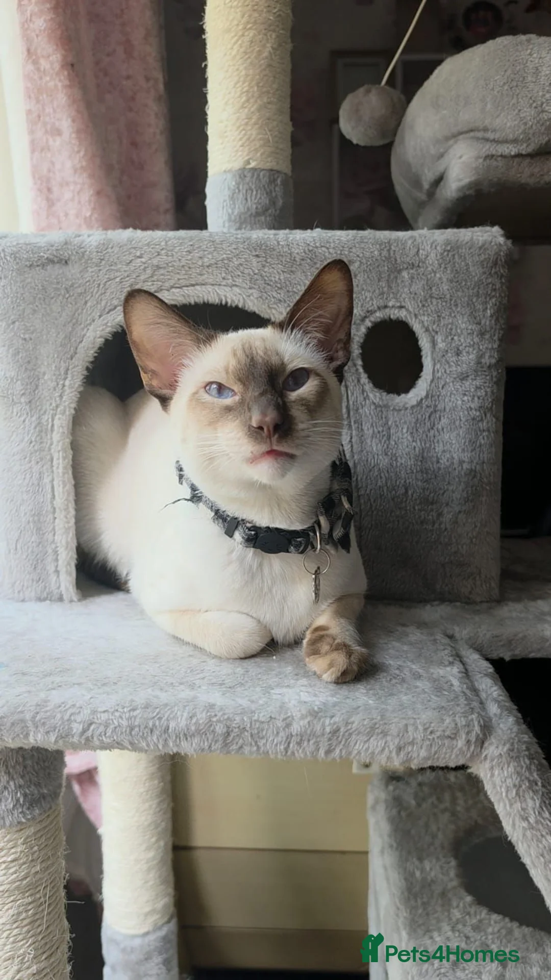 Siamese cats for sale: Male siamese - Advert 1