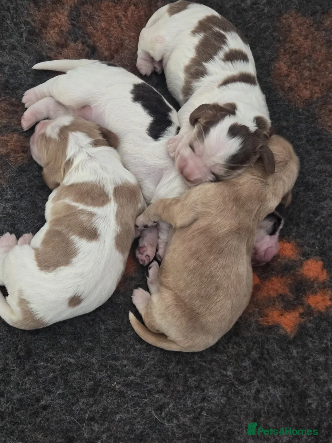 Cocker Spaniel dogs for sale: STUNNING LITTER OF KC SHOW COCKERS.. - Advert 9