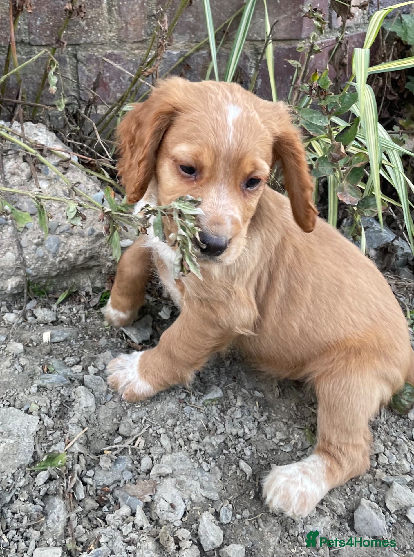 Cocker Spaniel dogs Working Cocker Spaniels - Advert 1