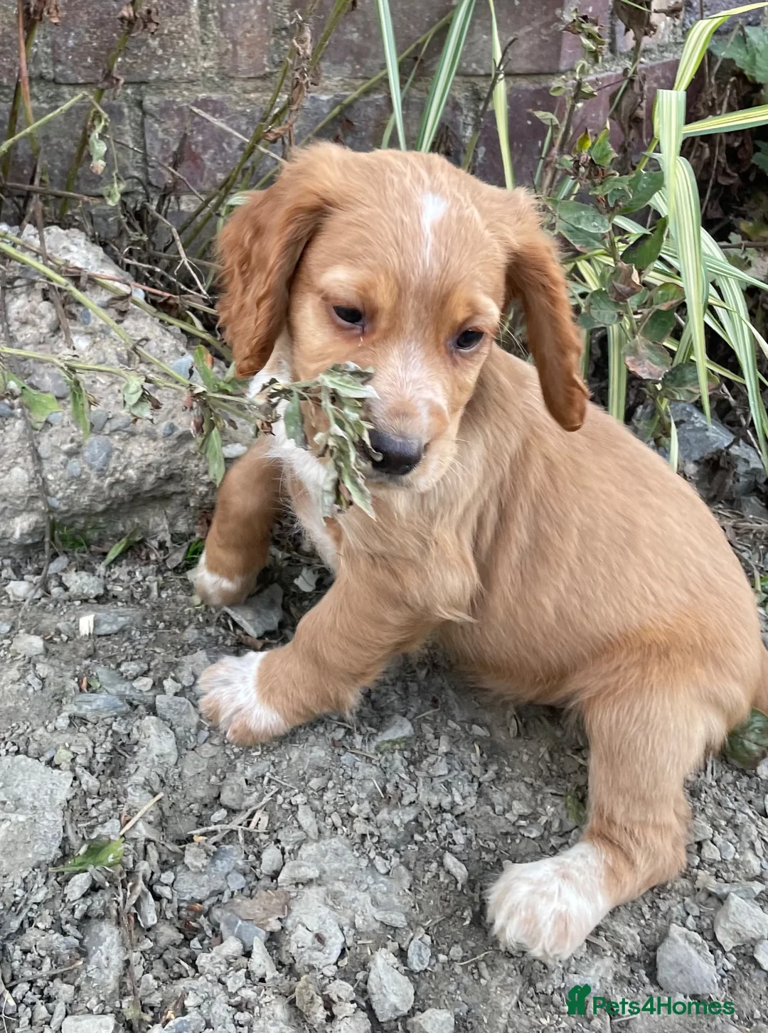 Cocker Spaniel dogs for sale: Working Cocker Spaniels - Advert 1