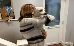 Chihuahua dogs for adoption: 🐾  BARRY - Friendly, Energetic Chihuahua Boy - Image 7