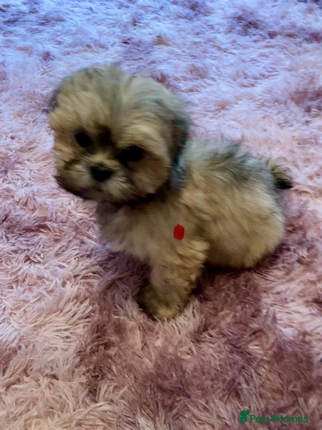 Lhasa Apso dogs for sale: Lhasa Apso Puppies 🐶  - Image 12