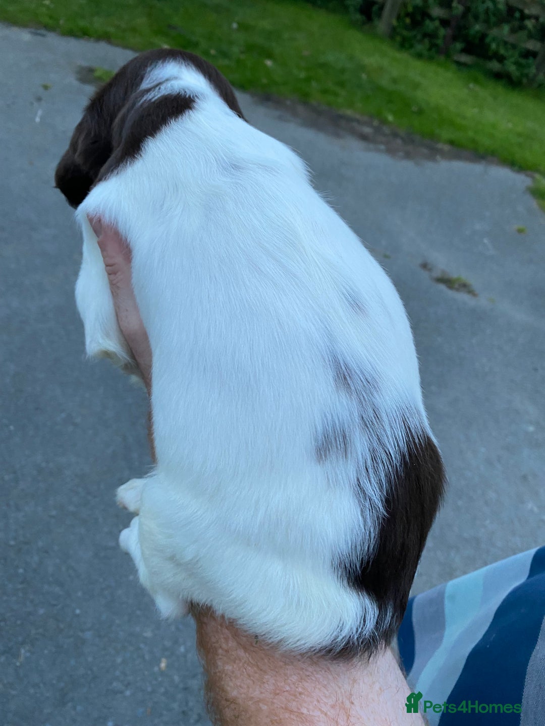 English Springer Spaniel dogs for sale: Last 2!! KC Reg Springer Spaniel Puppies - Image 4