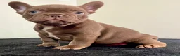 French Bulldog dogs for sale: 4 rojo male frenchie puppys - Advert 18
