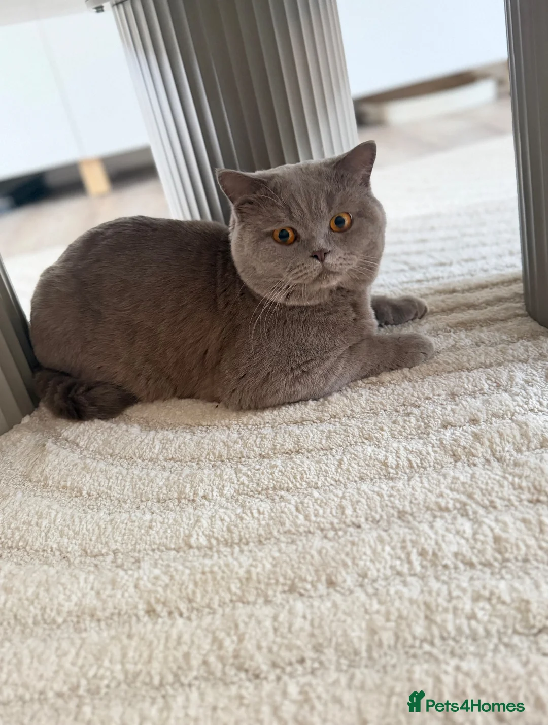 British Shorthair cats for sale: Beautiful chunky lilac boy 2 years old - Advert 3