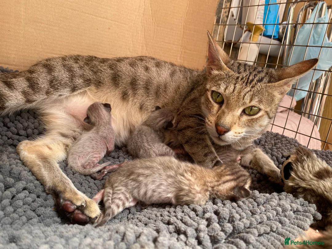 Savannah cats for sale: PDGREE BROWN SPOT  LOVIN SAVANNAH GIRL F5SBT - Advert 18
