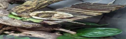 Gecko reptiles for sale: Crested gecko  in Paignton - Advert 6