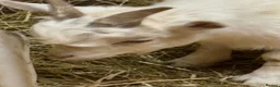 Goats livestock for sale: Gorgeous Pygmy Billy  - Advert 5