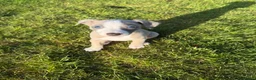 Whippet dogs for sale: Beautiful Fawn and Blue Whippets in Duns - Advert 1
