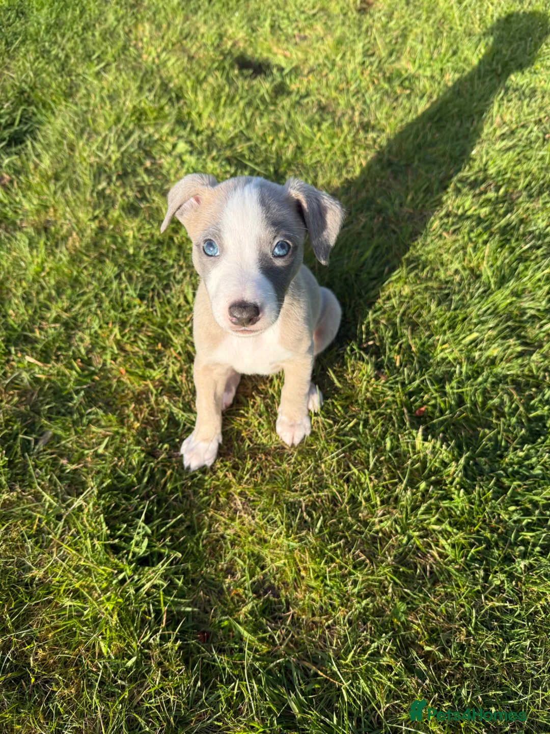 Whippet dogs for sale: Beautiful Fawn and Blue Whippets in Duns - Advert 1