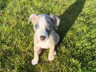Whippet dogs Beautiful Fawn and Blue Whippets - Advert 4