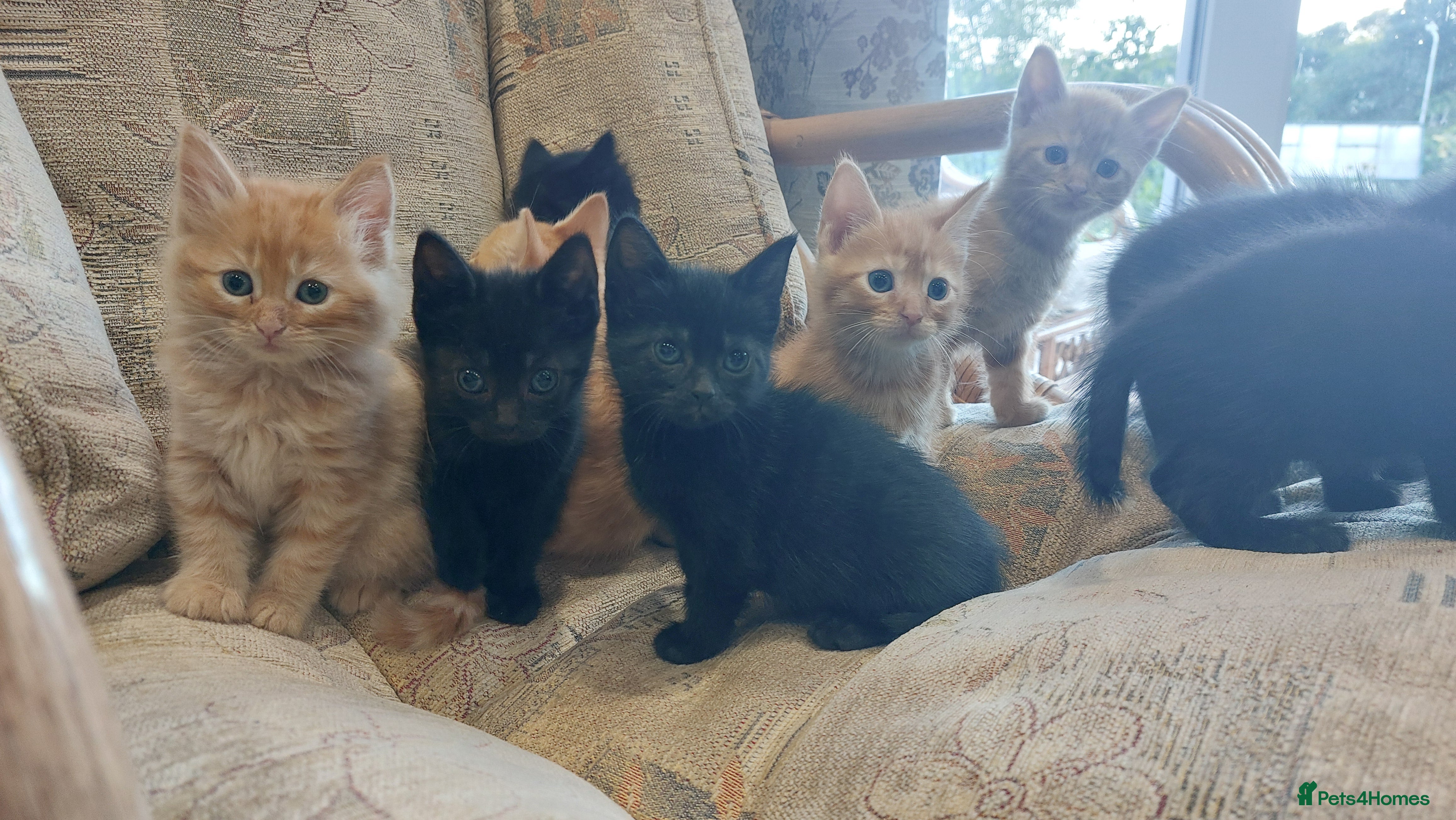 Mixed Breed cats Kittens ginger/black  - Advert 8