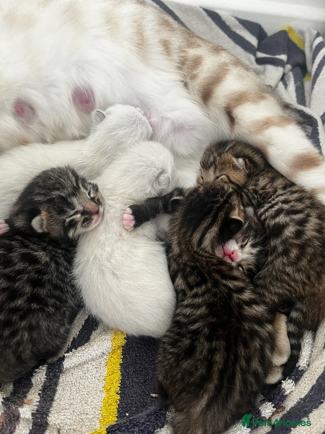 Bengal cats for sale: 5 Bengal x 1 snow lynx Bengal 4 brown spotted  in Skelmersdale - Advert 2