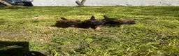 Border Terrier dogs for sale: Border terrier puppies in Lanark - Advert 1