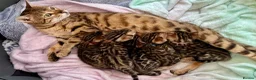 Bengal cats for sale: 🌟 TICA Bengal Kittens | Champion Bloodlines 🌟 - Advert 1