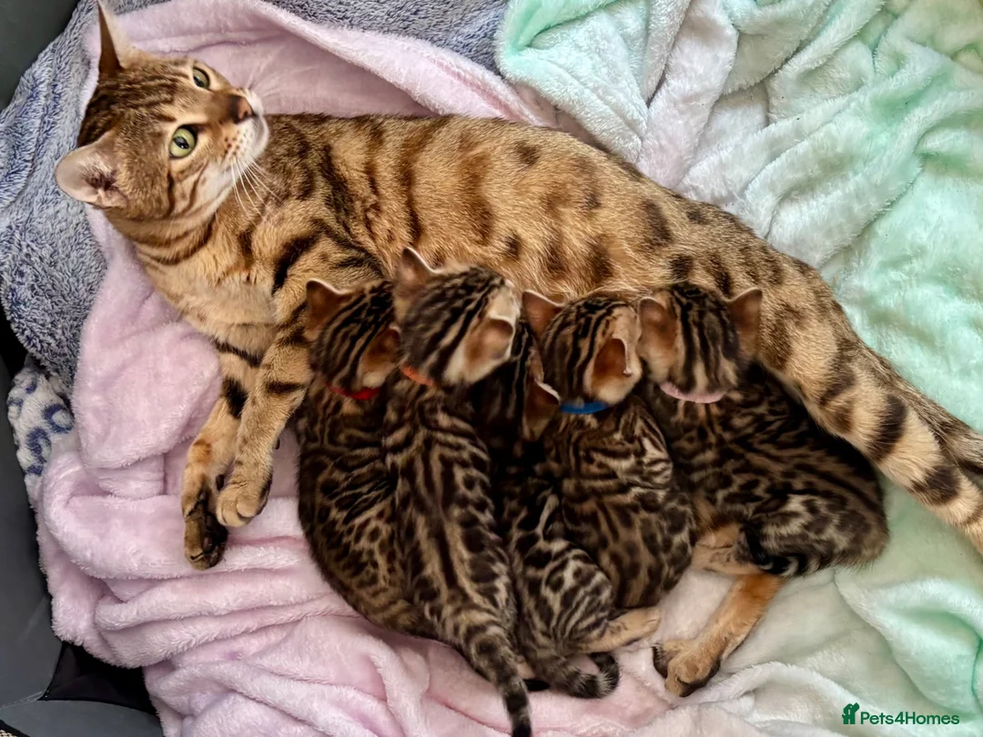Bengal cats for sale: 🌟 TICA Bengal Kittens | Champion Bloodlines 🌟 - Advert 1