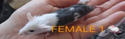 Mouse rodents for sale: MALE & Female FANCY MICE 🐁🐾 - Advert 9