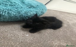 Mixed Breed cats for sale: Lovely Kittens 🖤 - Image 2