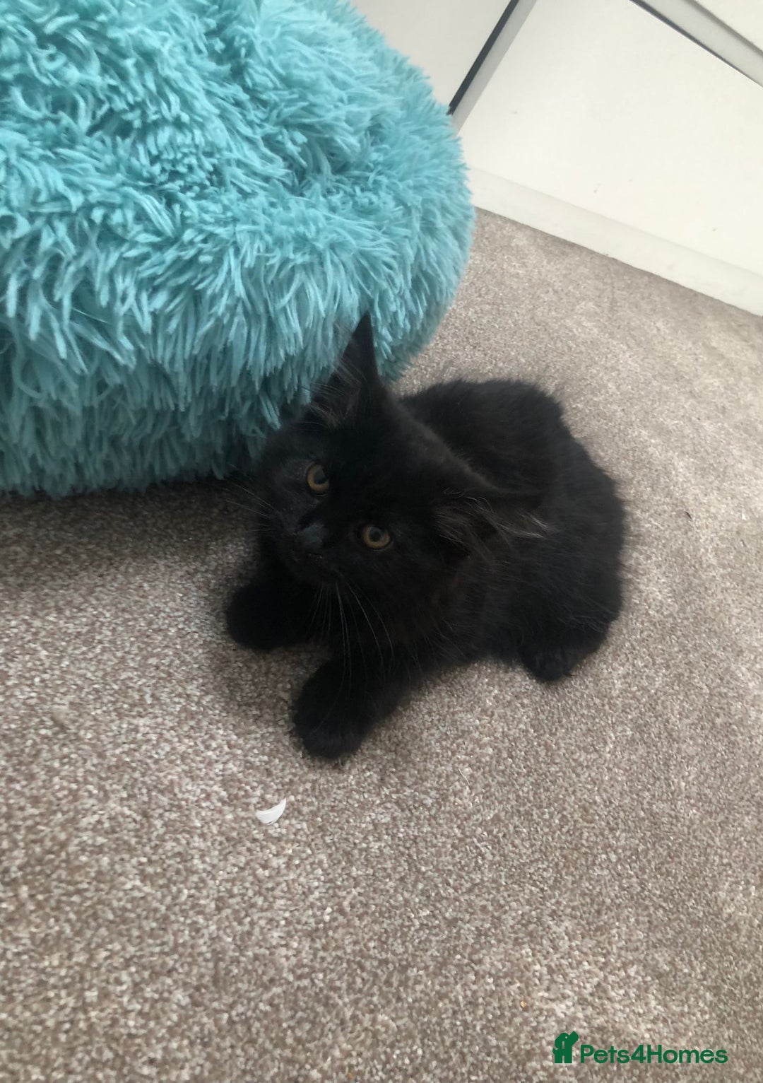 Mixed Breed cats for sale: Lovely Kittens 🖤 - Image 2