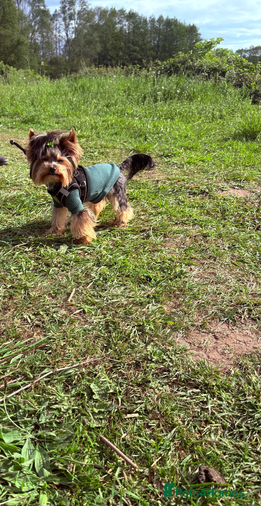 Yorkshire Terrier dogs for sale: 🐾 Tiny 2-Year-Old Male – £1,500 🐾 Rehome - Advert 5