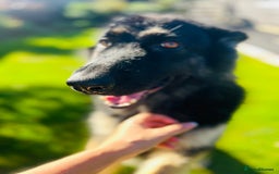 German Shepherd dogs for sale: Outstanding litter KC Reg German Shepherd puppies - Image 6