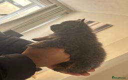 Pomeranian dogs for sale: Pomeranian puppies  - Image 18