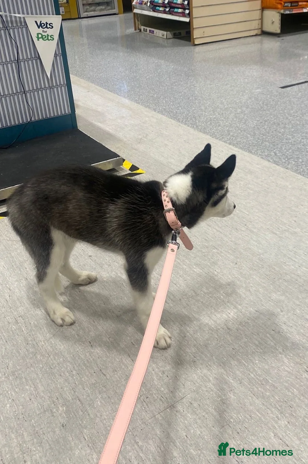 Siberian Husky dogs for sale: Siberian husky  - Advert 5