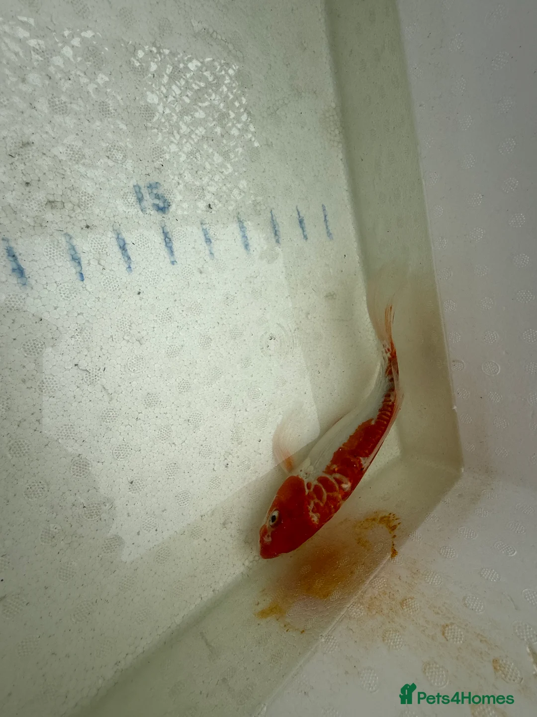 Koi Carp fish for sale: Japanese koi plus more - Advert 21