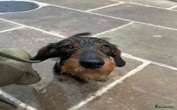 Dachshund dogs for sale: Wirehaired Teckel Bitches  - Image 8