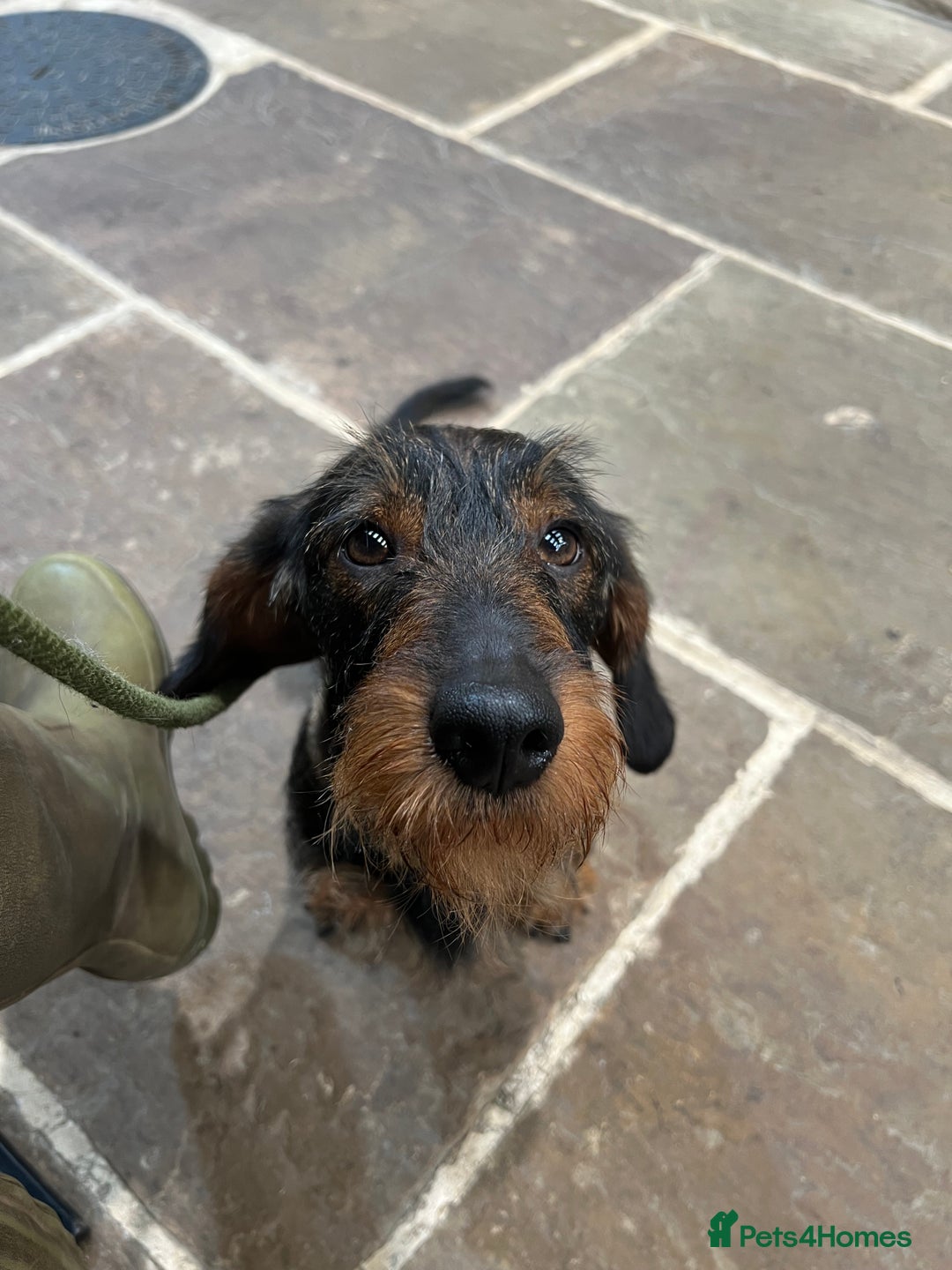 Dachshund dogs for sale: Wirehaired Teckel Bitches  - Image 8