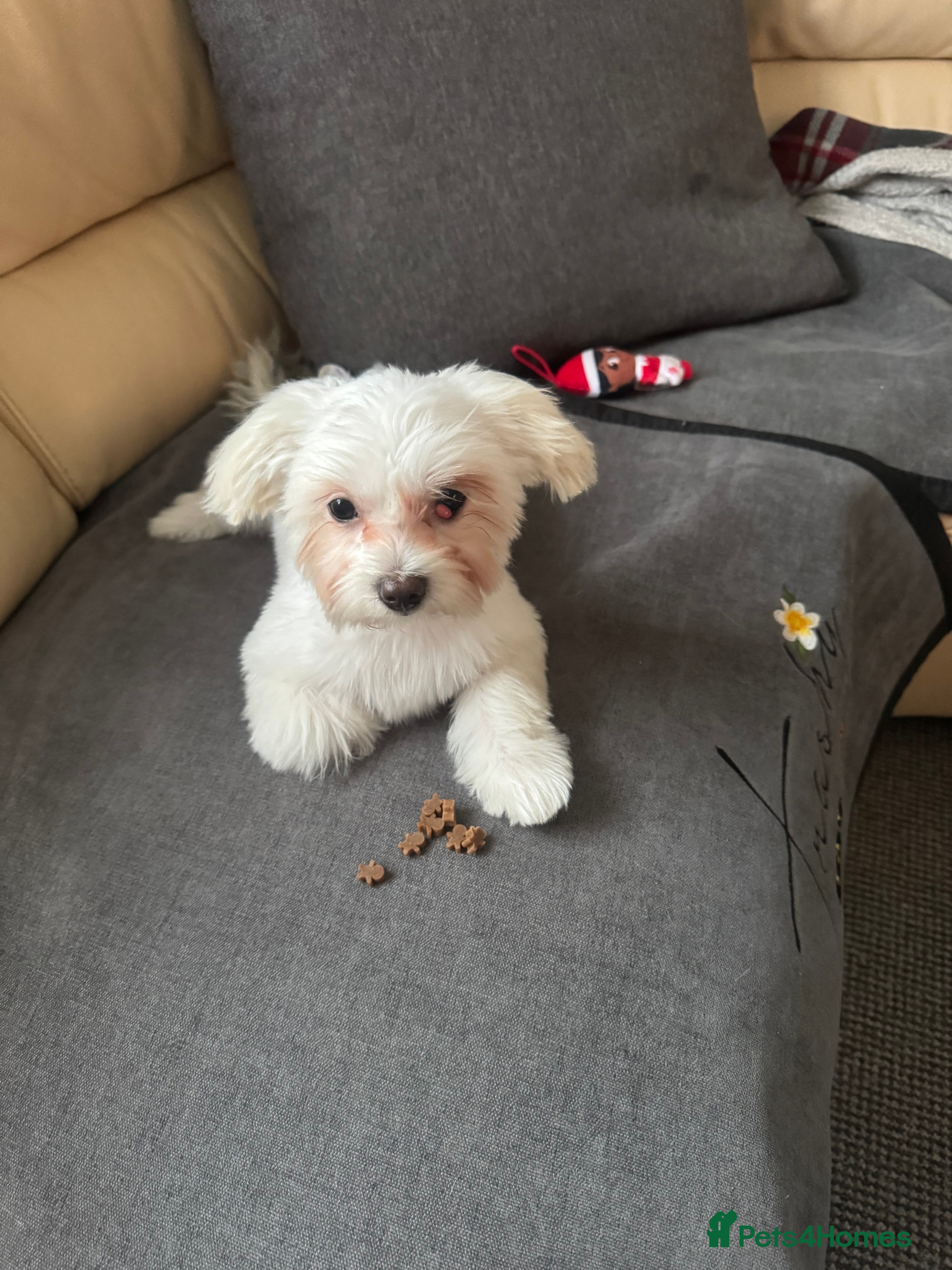 Bichon Frise dogs Sweet & Loving Bichon Frise Girl Looking for home  - Advert 1