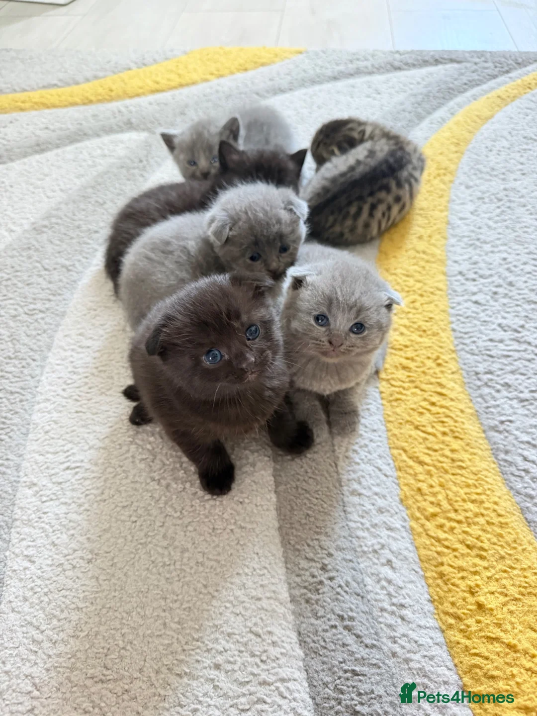 British Shorthair cats for sale: Kittens for sale - Advert 4