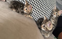 Mixed Breed cats for sale: British short hair/ragdoll mixed breed kittens  - Image 4