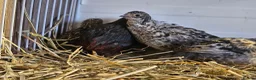 Quail poultry for sale: Chinese Painted Button Quail Groups  - Advert 21