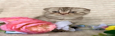 Scottish Fold 3