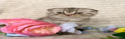 Scottish Fold cats for sale: Scottish Fold Kittens - Advert 5