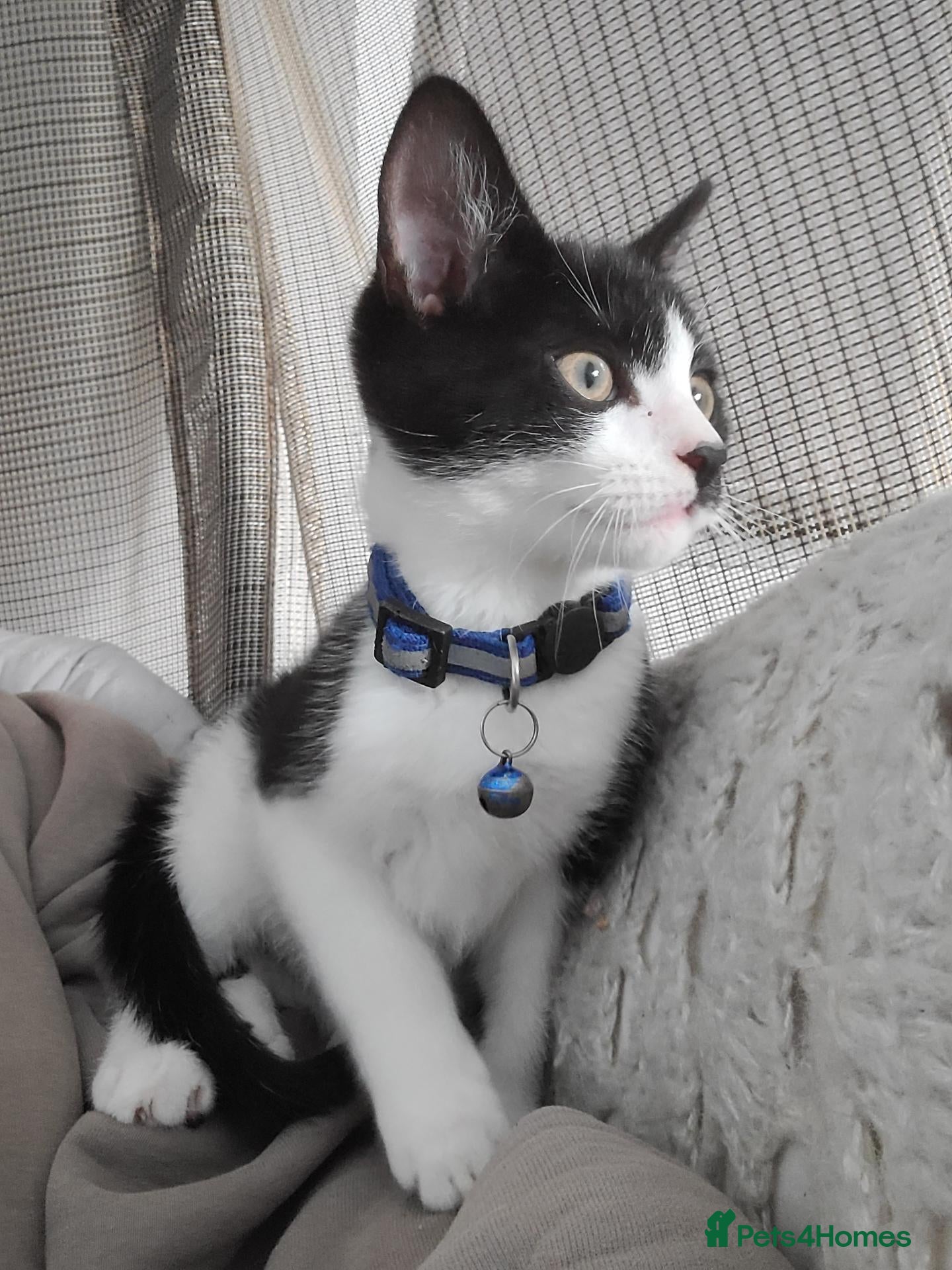 Domestic Shorthair cats Adorable boy kitten ready for a new home - Advert 3