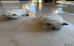 Siberian cats for sale: 🐾 Blue-Eyed Siberian Kittens- 1 Boy & 1 Girl 🐾 - Image 3