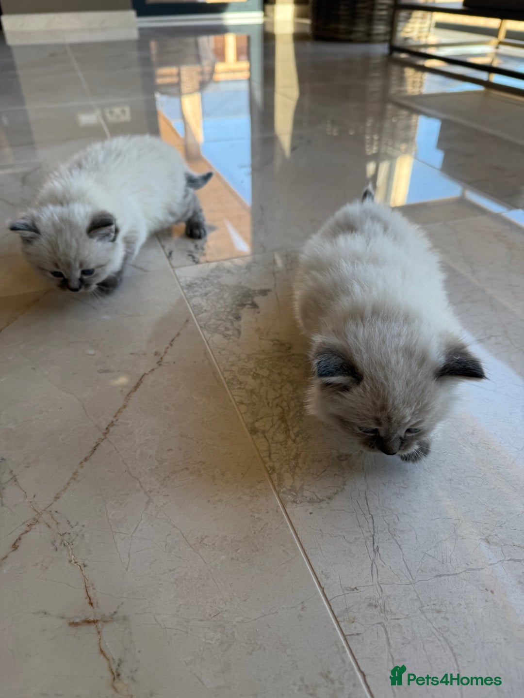 Siberian cats for sale: 🐾 Blue-Eyed Siberian Kittens- 1 Boy & 1 Girl 🐾 - Image 3