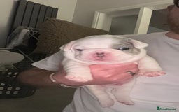 French Bulldog dogs for sale: 2 Male French Bulldog Puppies For Sale - Image 6