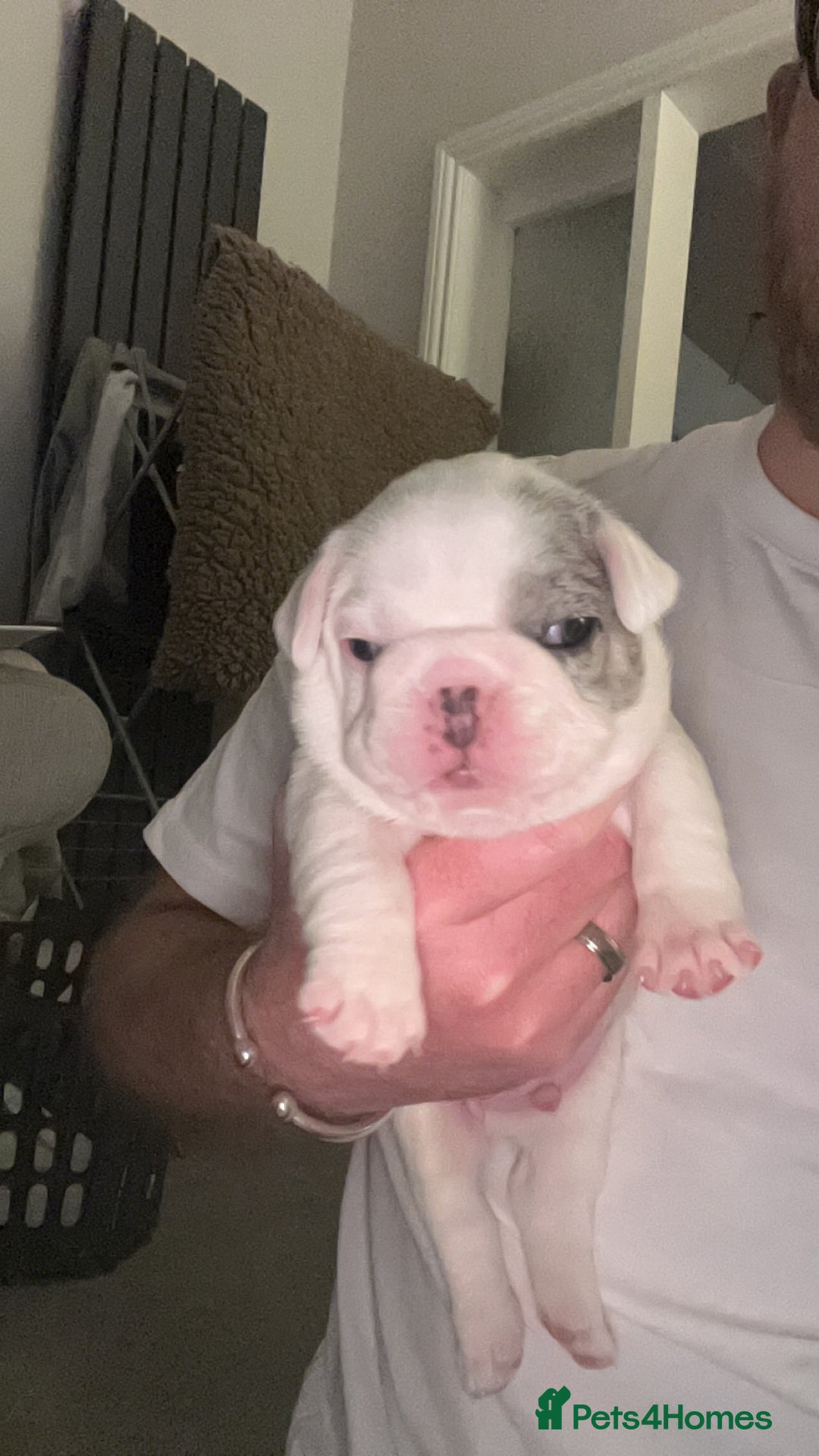 French Bulldog dogs for sale: 2 Male French Bulldog Puppies For Sale - Image 6