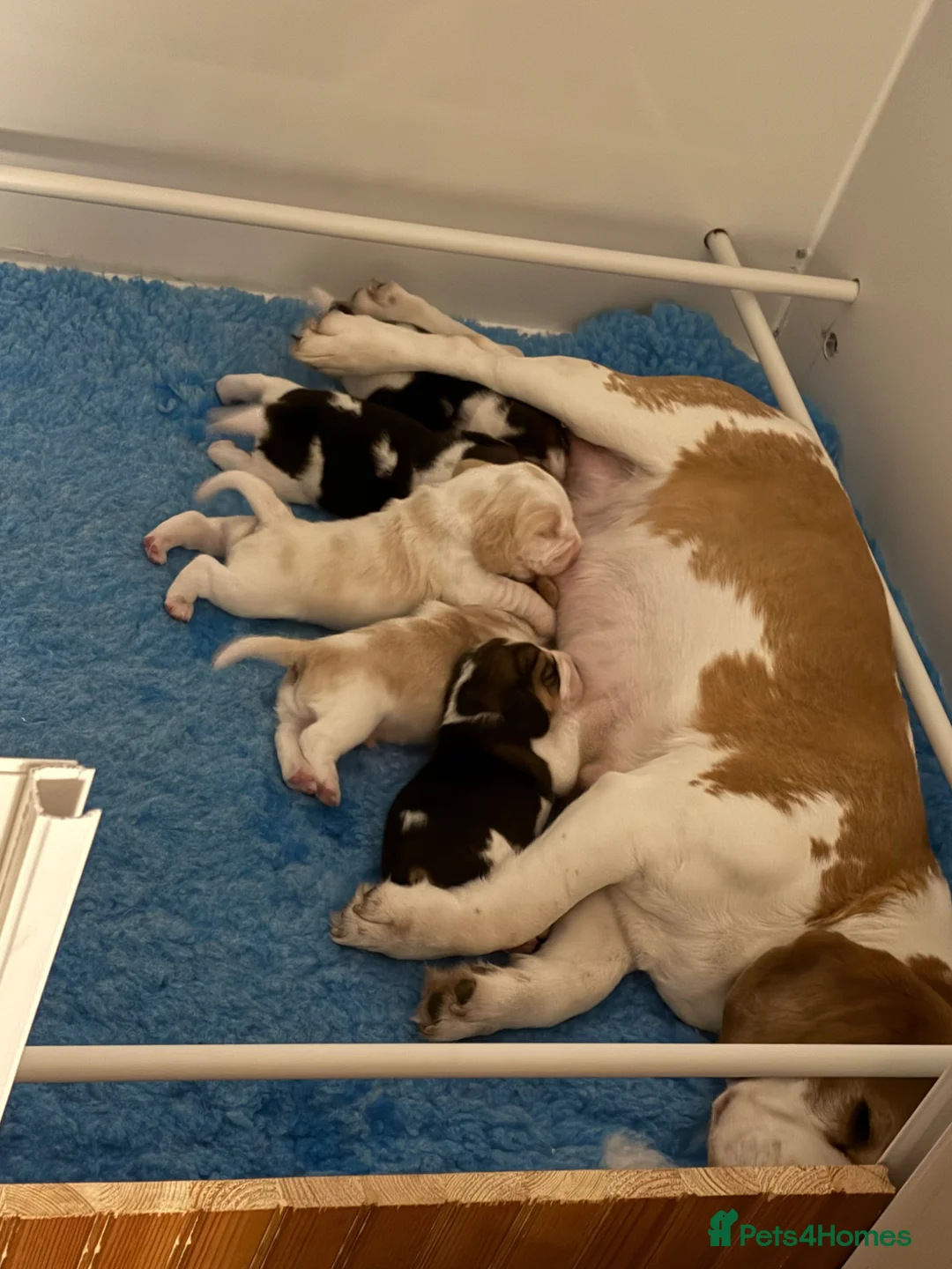 Beagle dogs for sale: KC Registered Beagle Puppies - Advert 1