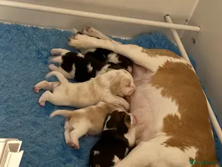 Beagle dogs KC Registered Beagle Puppies - Advert 12