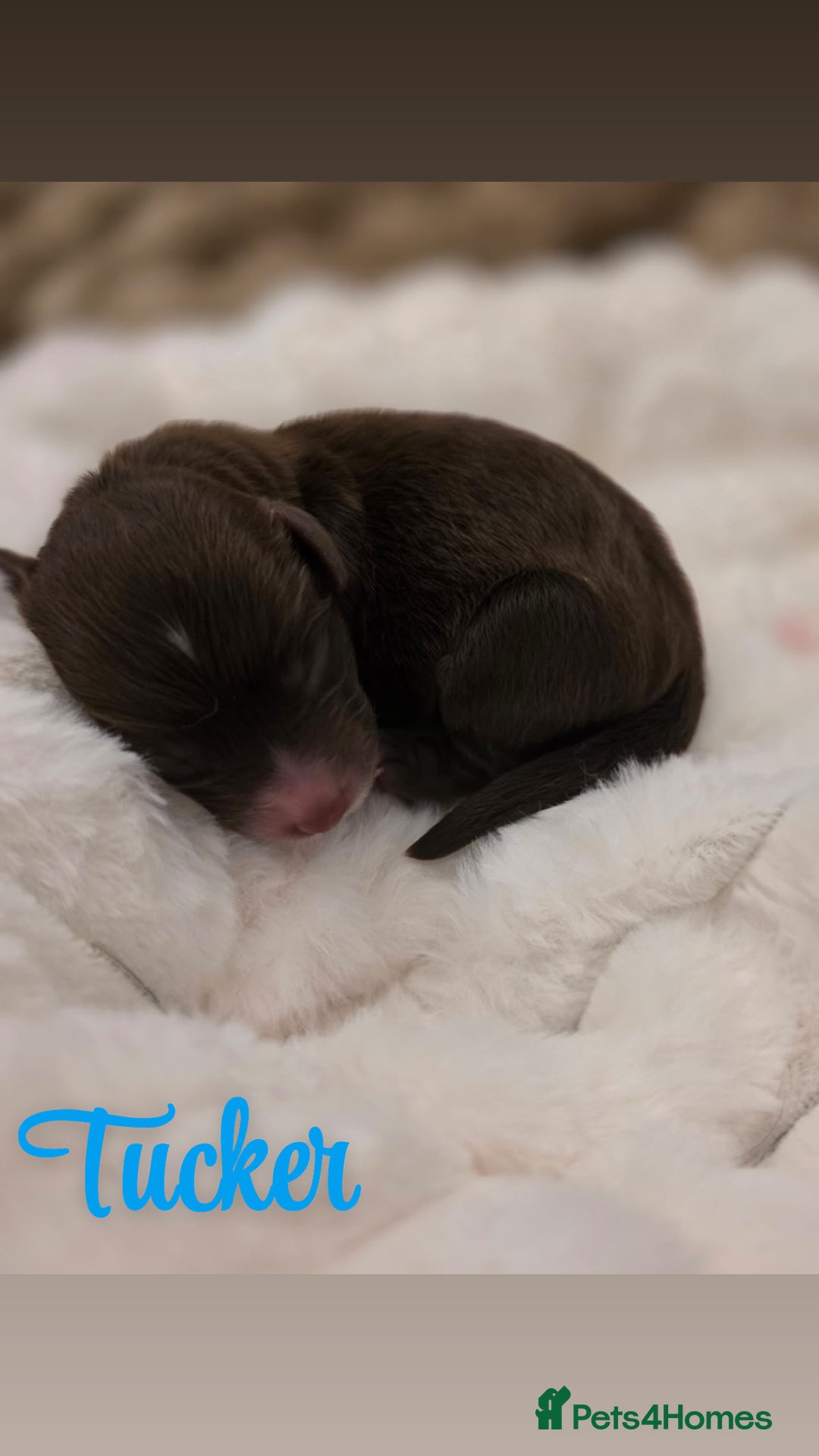 Cockapoo dogs for sale: 🤍 Beautiful F3 Multigen Cockapoo Puppies🤍 - Advert 21