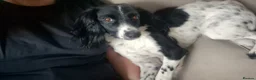 Mixed Breed dogs for sale: 2 x 2 year old Cocker Spaniel Mixed breed  in Neston - Advert 4