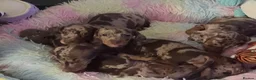 Miniature Dachshund dogs for sale: Beautiful miniature dachshund puppies  - Advert 9