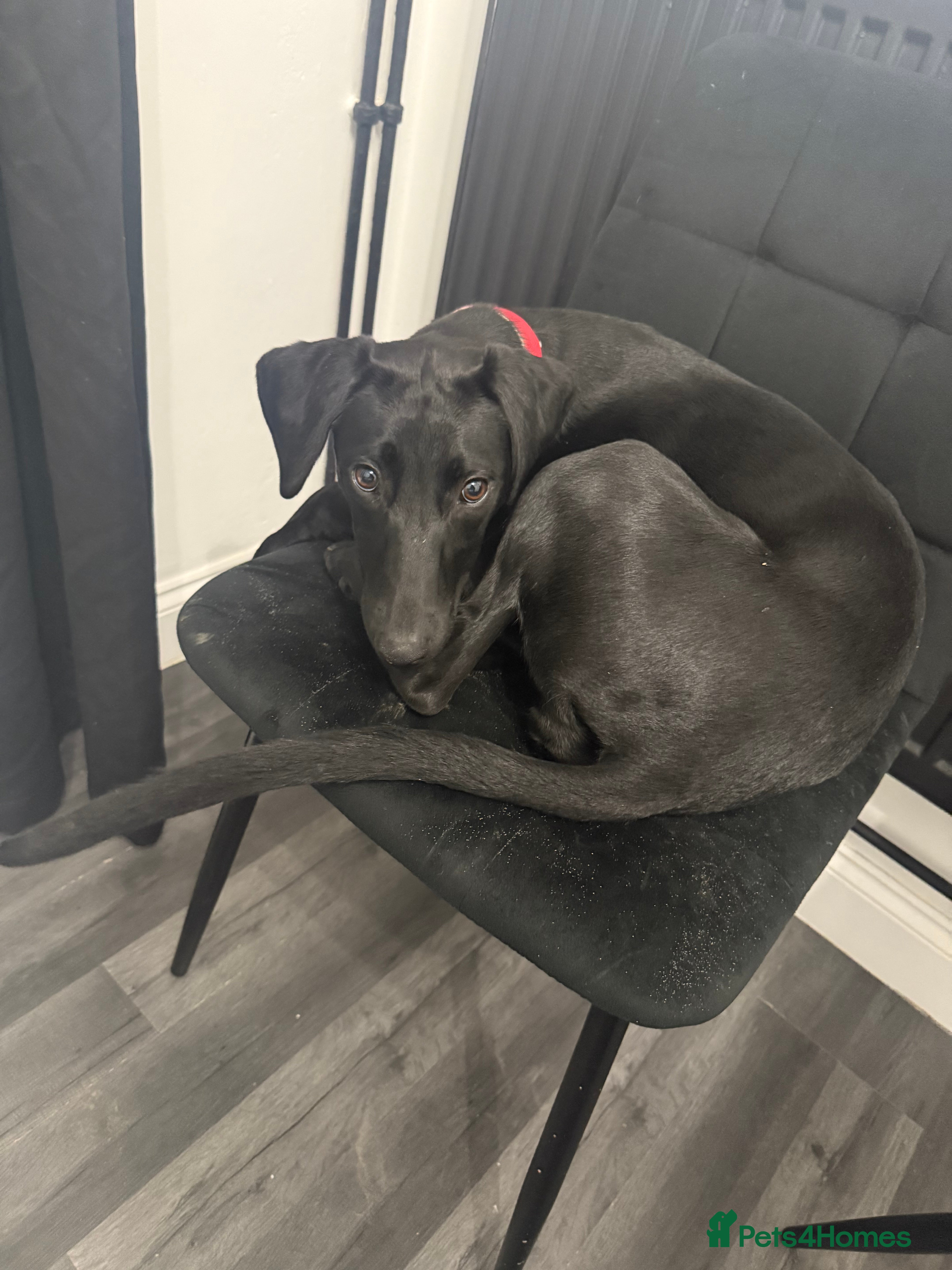 Mixed Breed dogs 6 month old lab cross puppy  - Advert 13