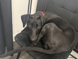 Mixed Breed dogs 6 month old lab cross puppy - Advert 13